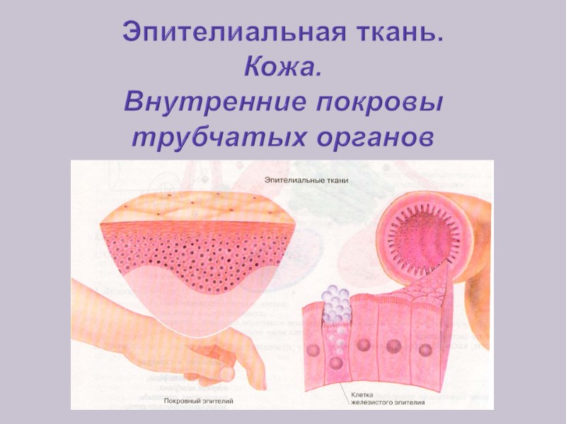 Эпителиальная ткань.  Кожа. Внутренние покровы  трубчатых органов